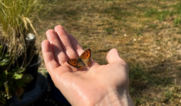 butterfly elisa